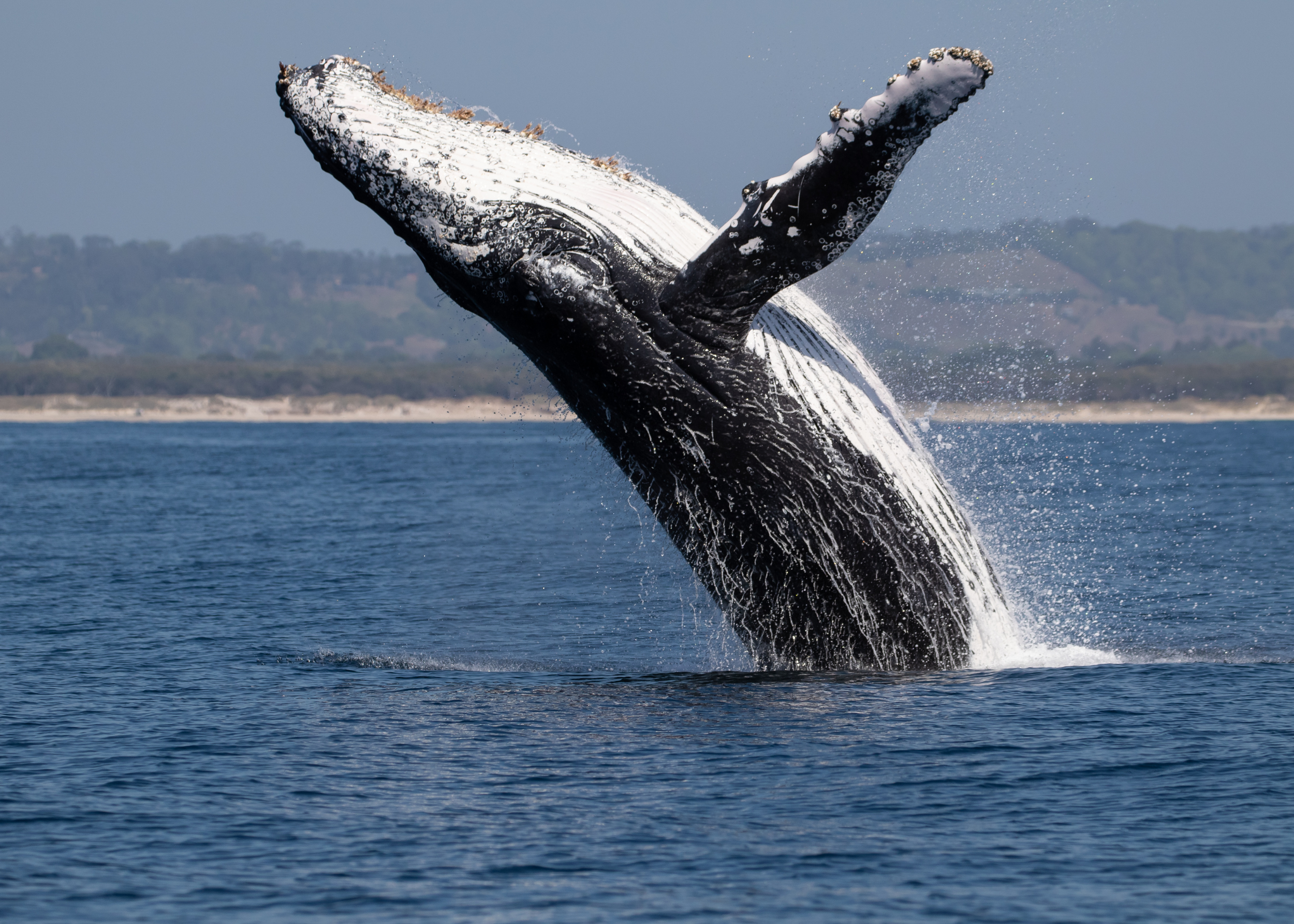 IQUIQUE | Seminario abordará conservación marina y avistamiento responsable ante aumento de ballenas en el norte