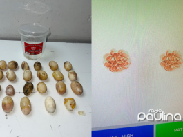 SAG Tarapacá incauta 78 huevos de tortuga de río en paso fronterizo de Colchane