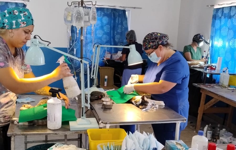 Municipio avanza en asegurar insumos veterinarios para fortalecer la salud de las mascotas en Alto Hospicio