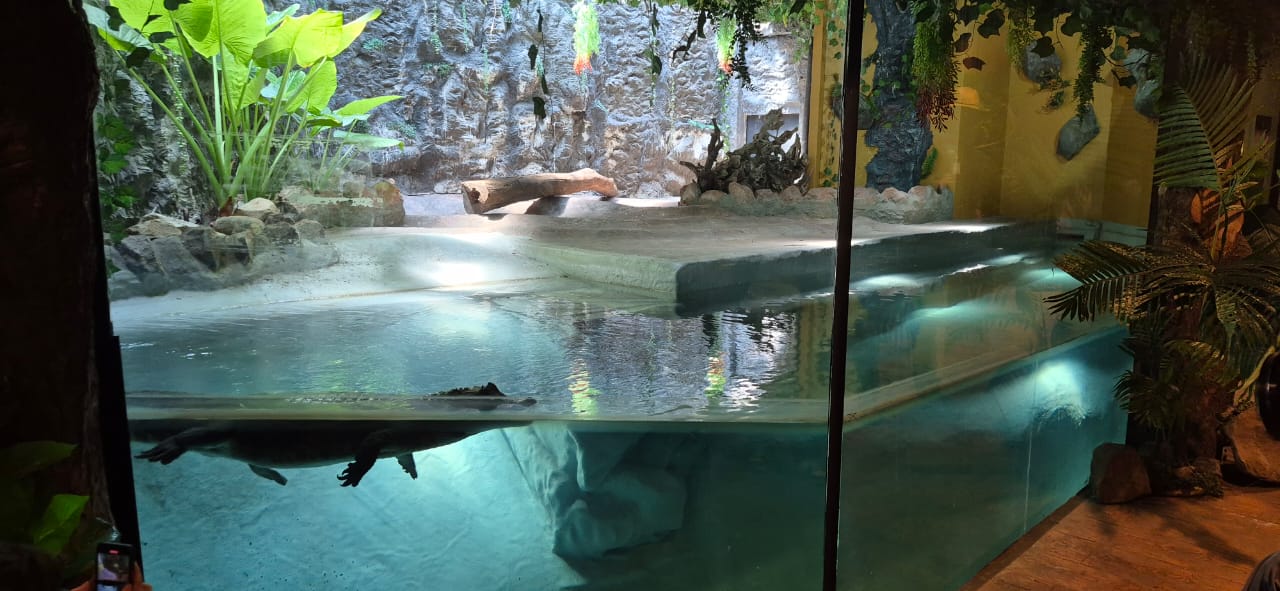 Reubican a dos yacarés de Iquique en Parque Metropolitano de Santiago