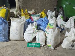 Prisión preventiva para chofer que intentó atropellar a carabinero y transportaba más de 470 kilos de hojas de coca en Colchane