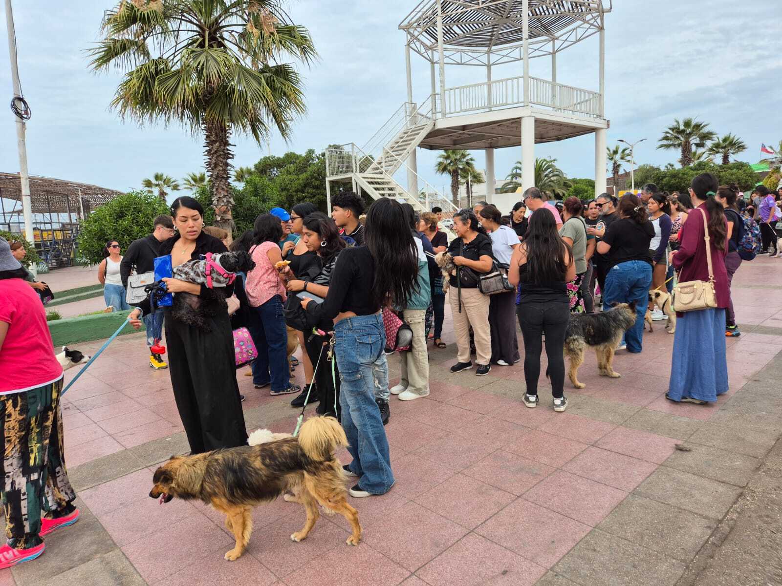 Municipio de Alto Hospicio inicia operativos gratuitos de vacunación antirrábica y desparasitación para mascotas