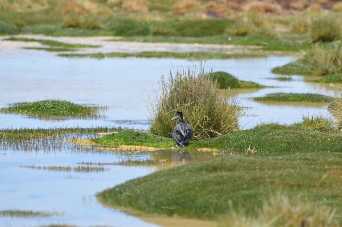 Pato puna rescatado tras derrame en lago Chungará fue liberado en el Parque Nacional Salar del Huasco
