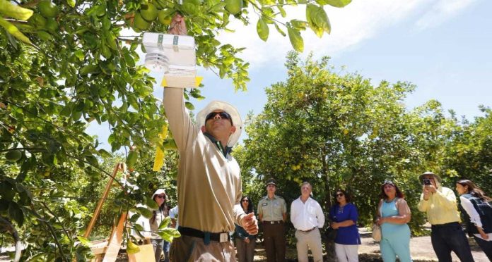 Agricultores y avicultores de Tarapacá podrán optar a financiamiento para prevenir la influenza aviar y la mosca de la fruta
