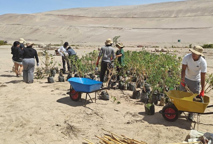 Convocan a nueva jornada de reforestación para proteger al picaflor de Arica en el Valle de Chaca