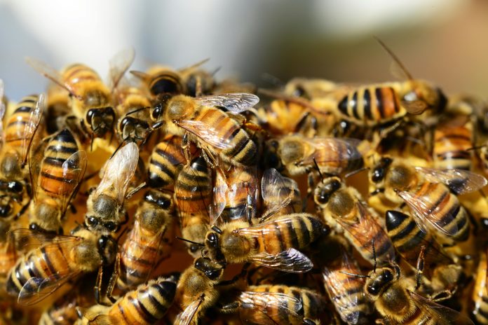 Día Mundial de las Abejas: el silencioso trabajo que sostiene la vida en el planeta
