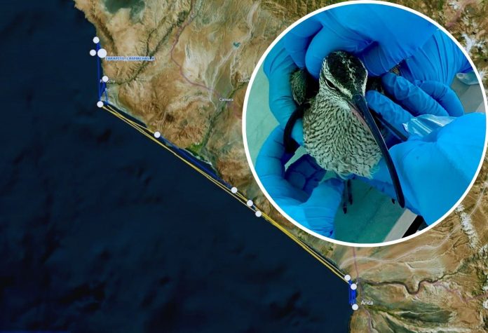 Zarapito monitoreado por el SAG continúa su ruta migratoria y permanece actualmente en Perú