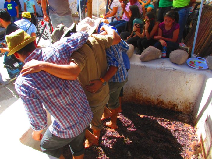 Municipio de Camarones asegura que Fiesta de la Vendimia de Codpa 2026 no ha sido suspendida