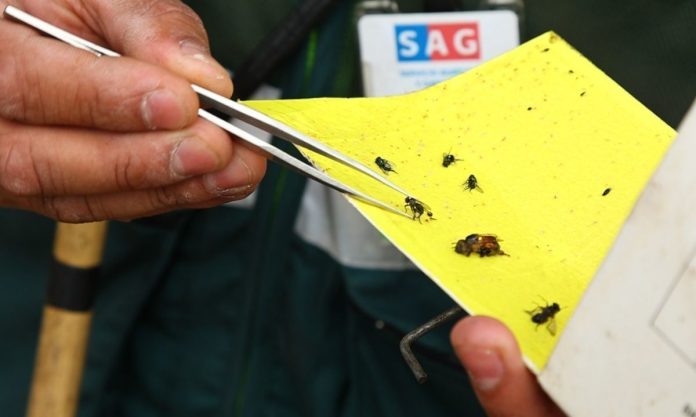 SAG e INDAP Tarapacá coordinan acciones preventivas para apoyar a agricultores frente a campañas de mosca de la fruta