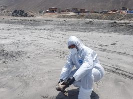 SAG confirma primer caso de influenza aviar en Tarapacá tras hallazgo de piquero en Iquique