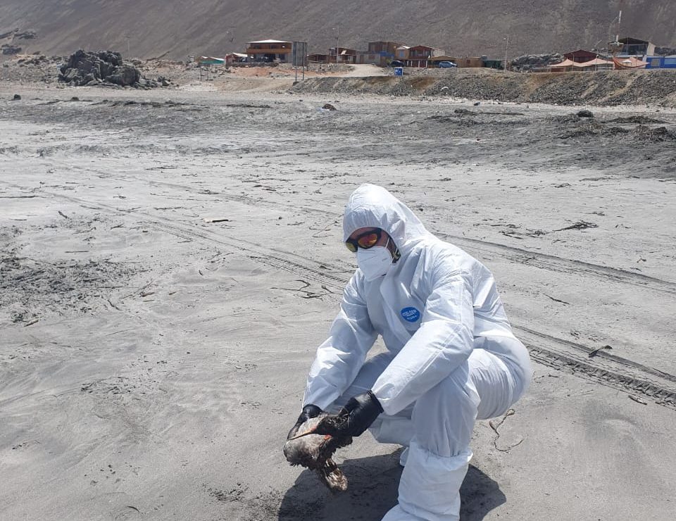 SAG confirma primer caso de influenza aviar en Tarapacá tras hallazgo de piquero en Iquique