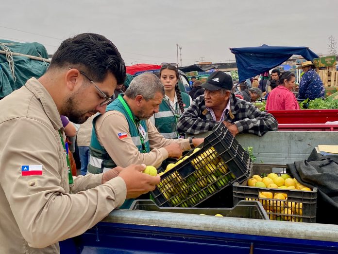 SAG intensifica fiscalización por Mosca de la Fruta en Arica