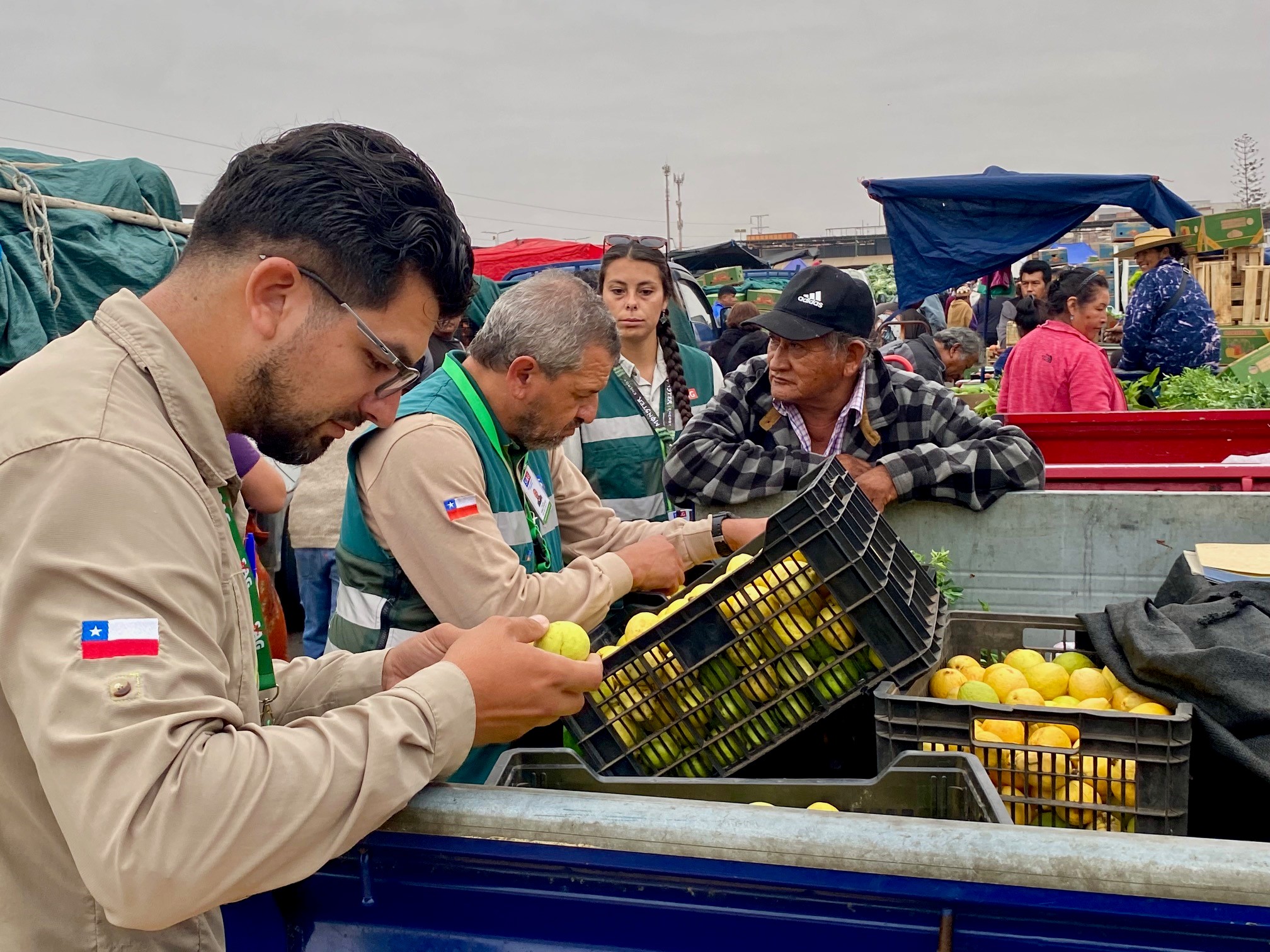 SAG intensifica fiscalización por Mosca de la Fruta en Arica