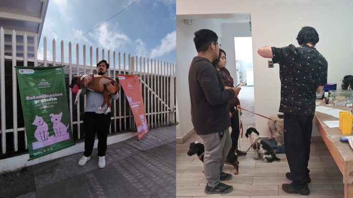 Más de 800 mascotas esterilizadas gratuitamente en Alto Hospicio