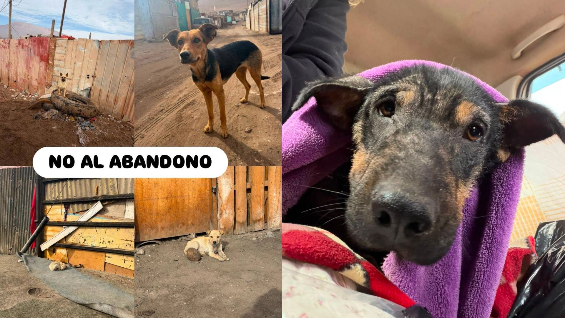Agrupaciones de animalistas de Tarapacá acusan que más de 1.000 mascotas quedarán en abandono por desalojo de tomas de Alto Molle