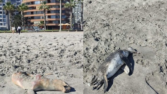 SAG y Sernapesca investigan la muerte de 16 lobos marinos y un pingüino en el borde costero de Iquique