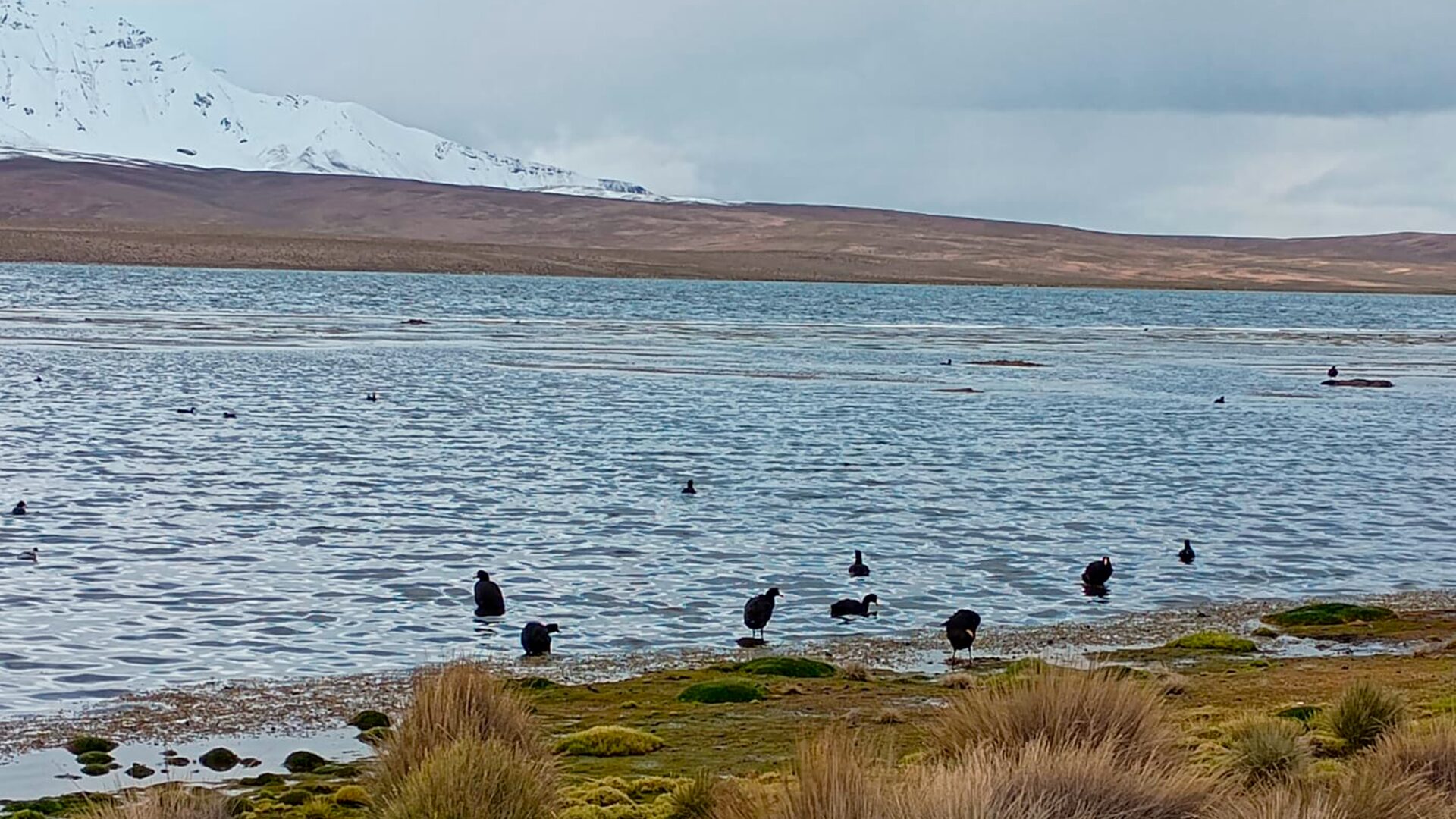 Contraloría detecta debilidades en la gestión del Parque Nacional Lauca y el lago Chungará en Arica
