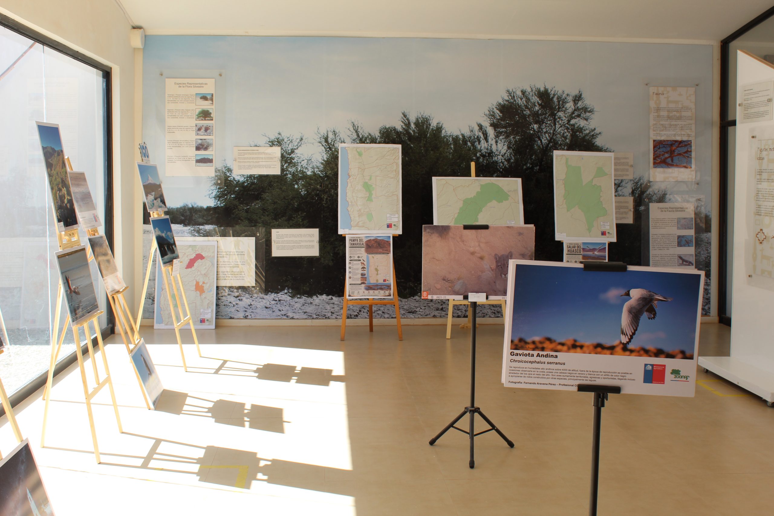 CONAF Tarapacá celebra 100 años de conservación en Chile con muestra fotográfica en Geoglifos de Pintados