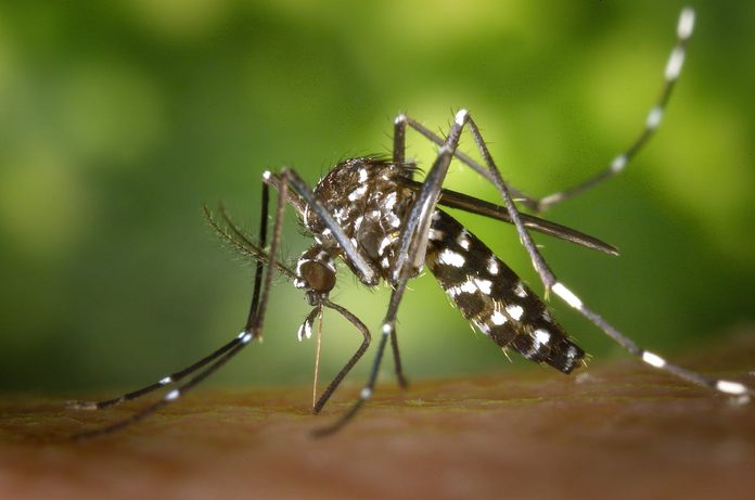 Seremi de Salud de Tarapacá advierte riesgo de proliferación de zancudos tras las lluvias y llama a eliminar acumulaciones de agua
