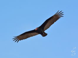 Confirman nuevo caso de influenza aviar en un jote encontrado en Iquique