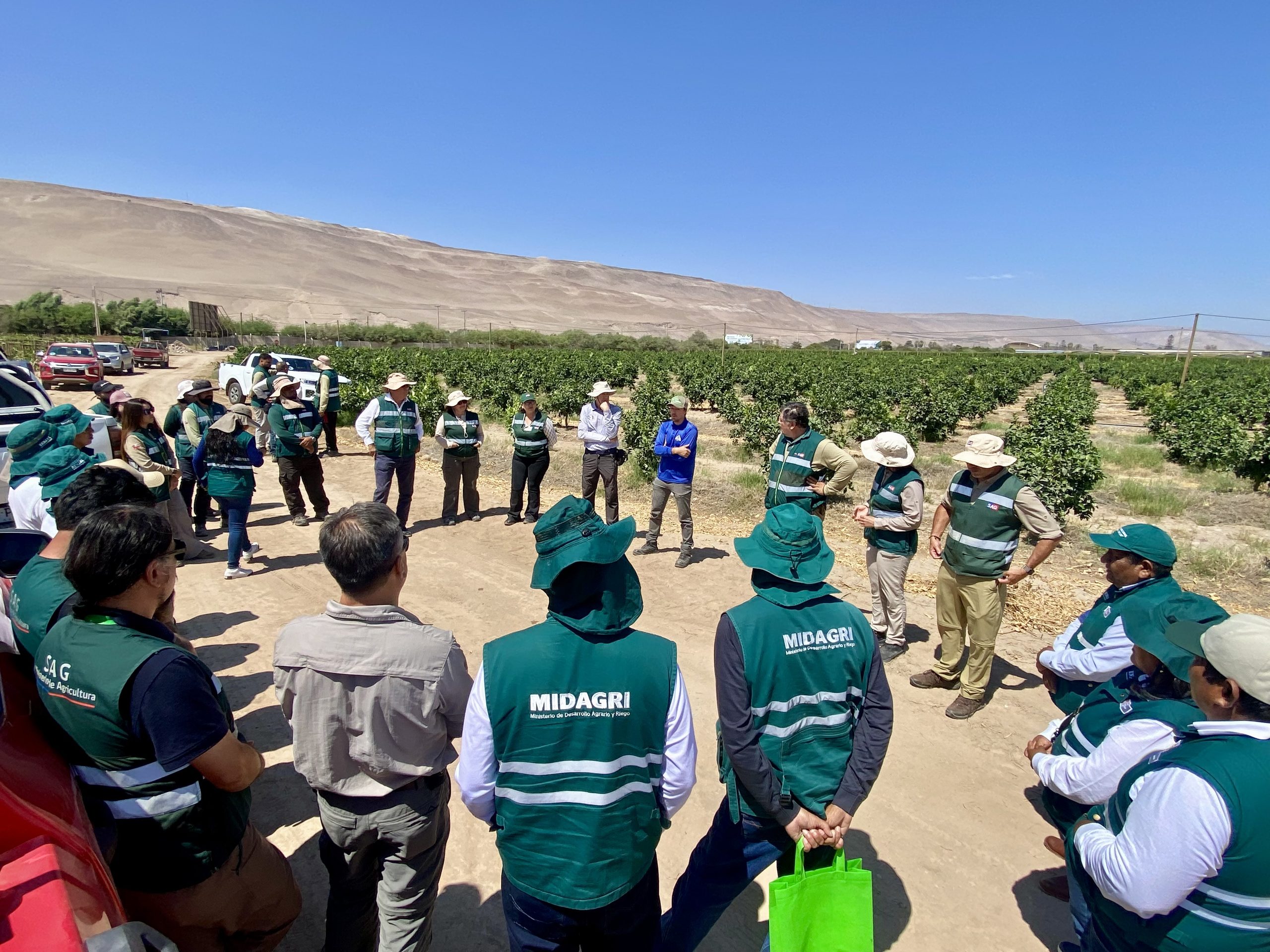 Arica y Tacna reúne a equipos para enfrentar desafíos en el control de la mosca de la fruta