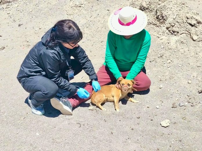 Seremi de Salud de Tarapacá realizó operativo de vacunación antirrábica en animales en más de 13 localidades fronterizas