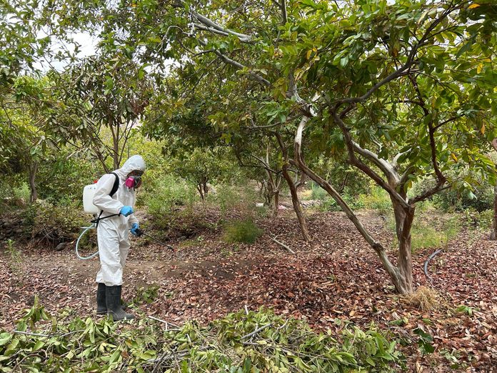 SAG Tarapacá pone fin a la cuarentena por mosca de la fruta en Matilla